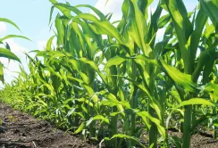 На Чернігівщині засіяли кукурудзою пам'ятку археології