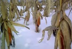 Полтавські аграрії відклали збір кукурудзи на 7-14 днів