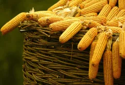 "КВС-Україна" презентувала новий каталог гібридів кукурудзи