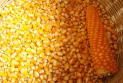 Китай знижує імпорт кукурудзи з України