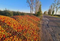 В Молдові на узбіччях доріг лежать купи яблук