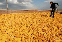 Китай майже припинив купівлю української кукурудзи