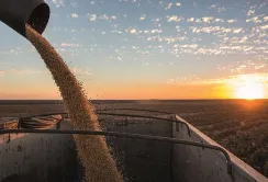 KWS продає бізнес насіння кукурудзи у Південній Америці компанії GDM
