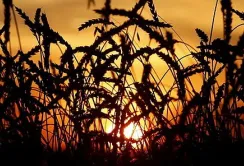 Ліцензування українського агроекспорту: Болгарія заявила про перші порушення