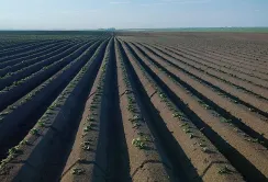 Збільшувати ліміти на купівлю земель під час війни несправедливо, – Денис Марчук