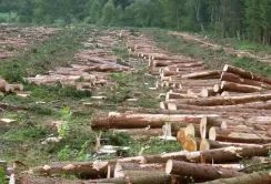 Держлісагентство хоче створити реєстр лісів