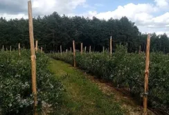 Лохина може плодоносити майже до ста років