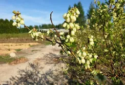 Лохина в Польщі зацвіла на місяць раніше, ніж зазвичай