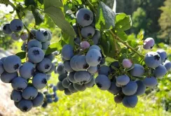 Львівщина розширює площі під органічною лохиною