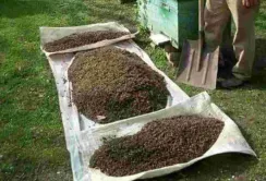 На Львівщині вже два тижні масово гинуть бджоли