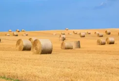 Аграрії Львівщини намолотили понад мільйон тонн зерна