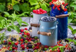В Україні вигідно вирощувати смородину, ожину та агрус