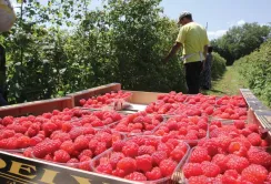 Сербія прагне зберегти лідерство на ринку малини