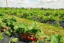 На Волині планують розвивати ягідний бізнес