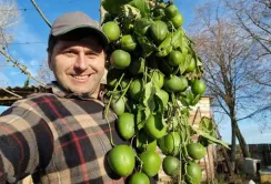 На Харківщині вродила маракуйя