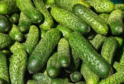 Масовий продаж огірка відкритого ґрунту обвалив ціни