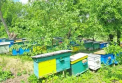 Перший мед на Кіровоградщині не збиратимуть