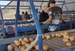 Механізація та автоматизація виробничих процесів – необхідність для агровиробників, – Юрій Кормишкін