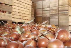 В Миколаївській області відновлюють овочесховища