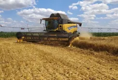 На полі Миколаївського аграрного університету збирають пшеницю, вирощену за польською технологією