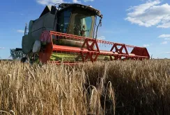 Мінагрополітики переглянуло прогноз цьогорічного врожаю