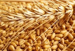 Держава запровадить мінімальні експортні ціни на сільгосппродукцію