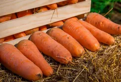 Морква дешевшає: виробники готові знижувати ціни й надалі