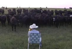 Пастух, який грає для своїх корів на трубі (ВІДЕО)