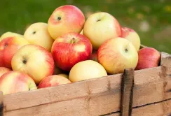 На Черкащині зібрали вже близько 28 тисяч тонн плодово-ягідної продукції