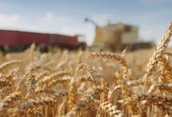 На Харківщині зберуть менше зернових та зернобобових, ніж торік, – ХОВА