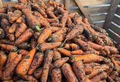 На Миколаївщині завершили збір цибулі, розпочали збирати моркву