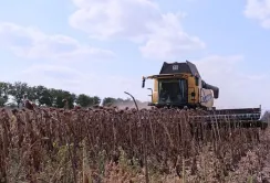 На Миколаївщині збирають соняшник