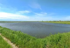 На Одещини розпочали сіяти рис