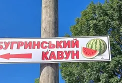 На Рівненщині можна купити кавуни на полі