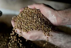 Із Бердянська окупанти продовжують вивозити баржами награбоване зерно