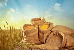 Уряд затвердив Порядок моніторингу діяльності уповноваженого органу у сфері насінництва