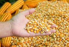 Українські аграрії отримають насіння кукурудзи на весняну посівну