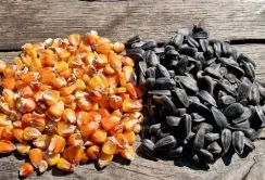 ФАО розподілить насіння кукурудзи та соняшнику серед фермерів Харківщини