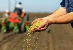 Закінчено прийом заявок на отримання насіння кукурудзи від USAID