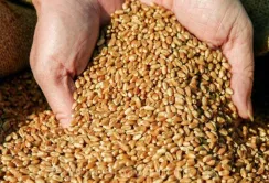 Фермери семи областей України отримають 30 тис. тонн насіння озимої пшениці