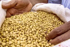 Фермерам, які вирощують сою, можуть компенсувати частину вартості насіння
