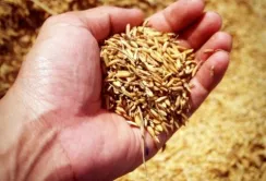 Китай зацікавився українською агропродукцією
