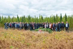 Науковці НААН презентували унікальний сорт технічних конопель «Софія»
