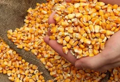 Недостатня пропозиція фуражної кукурудзи підтримує ціни