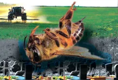 В ЄС остаточно заборонили імідаклоприд, клотіанідин та тіаметоксам