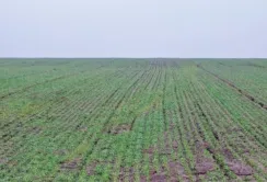 На Одещині загинуло 6 тис. га озимого ріпаку та 3 тис. га озимої пшениці