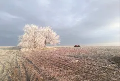 Нібулон підживлює озимі культури