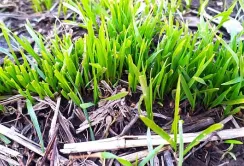 No-Till добре зберігає вологу, – досвід фермерів з Миколаївщини