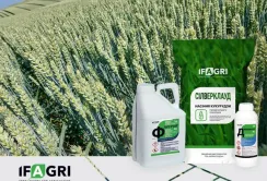 Нові засоби захисту рослин та насіння кукурудзи у портфелі IFAGRI