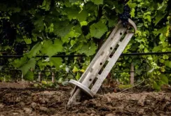 Від російських обстрілів на Одещині постраждали 7% виноградників